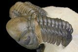 Crotalocephalina, Reedops & Leonaspis Trilobites - Atchana, Morocco #139518-8